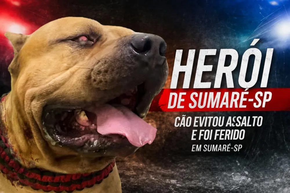 Cão herói impede assalto a residência em Sumaré, mas fica ferido após lutar com invasor