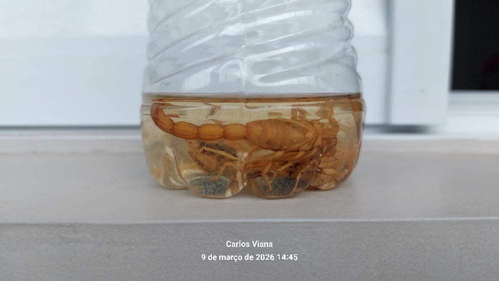 Nas roupas e nos ralos: escorpiões invadem casas em Hortolândia e acendem alerta vermelho