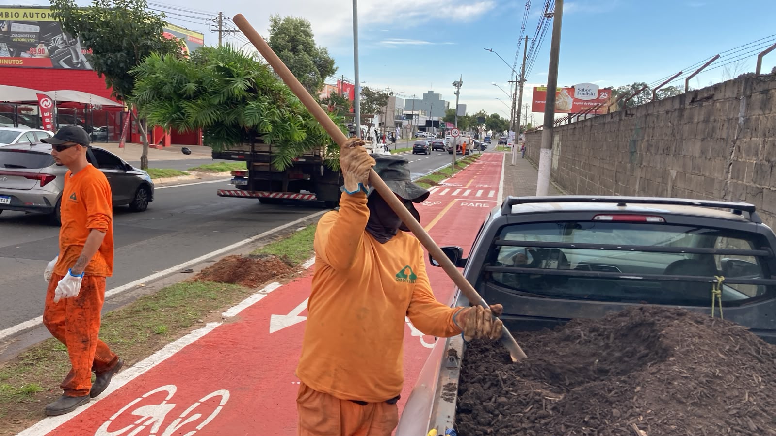 Hortolândia planta mudas de palmeira na Avenida Santana